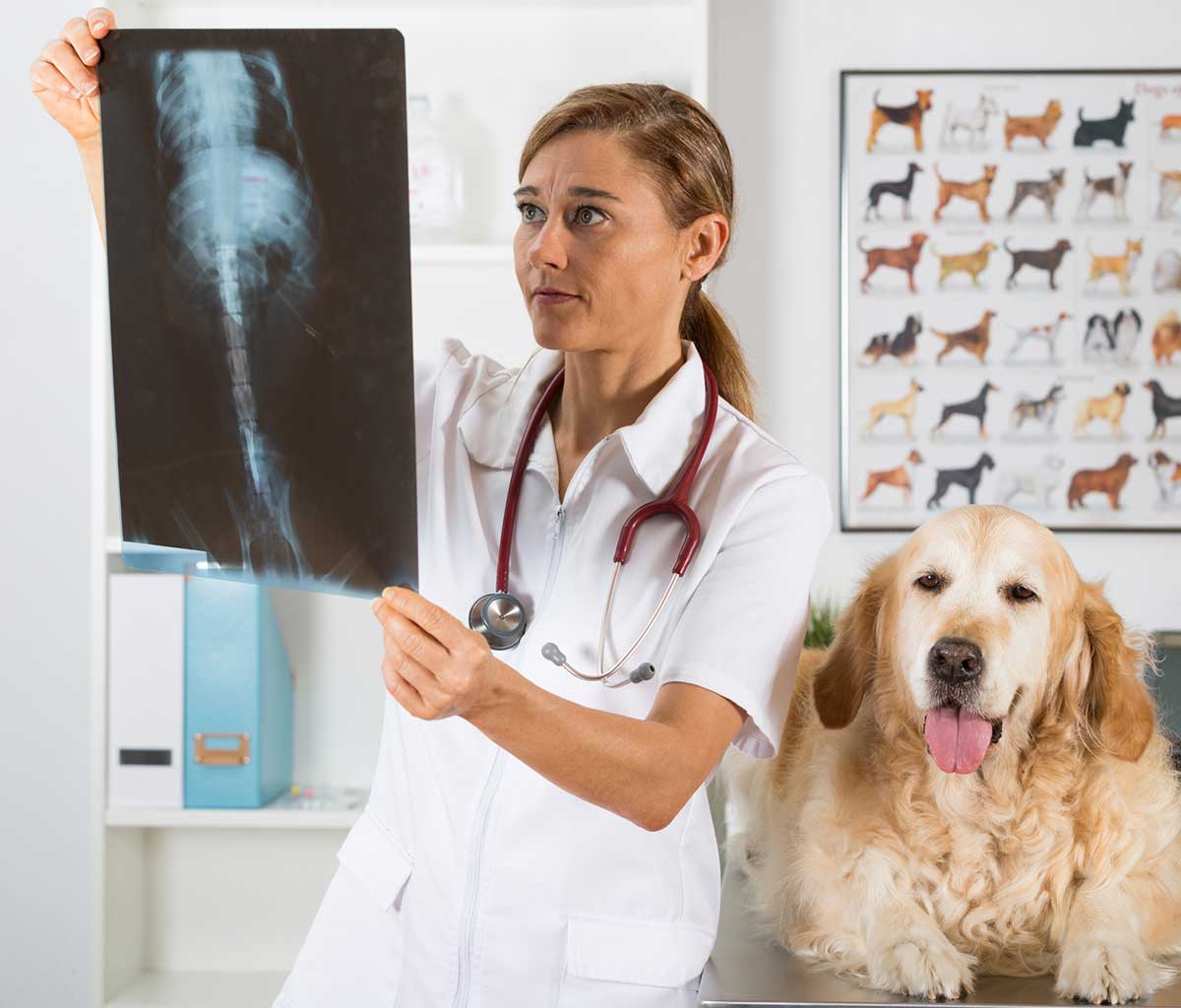 Vet Radiography, Ultrasound and Imaging