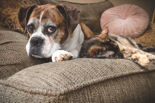 Old Boxer Dog and Cat Napping