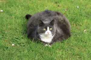 Obese cat spread out on the grass in the garden