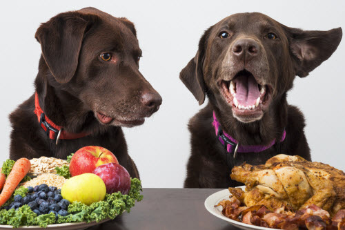 two dogs with plates in front of them, one chicken and one vegetables