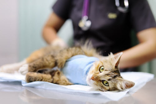 Veterinary doctor puts the bandage on the cat after surgery