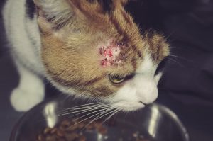 Cat with serious skin condition
