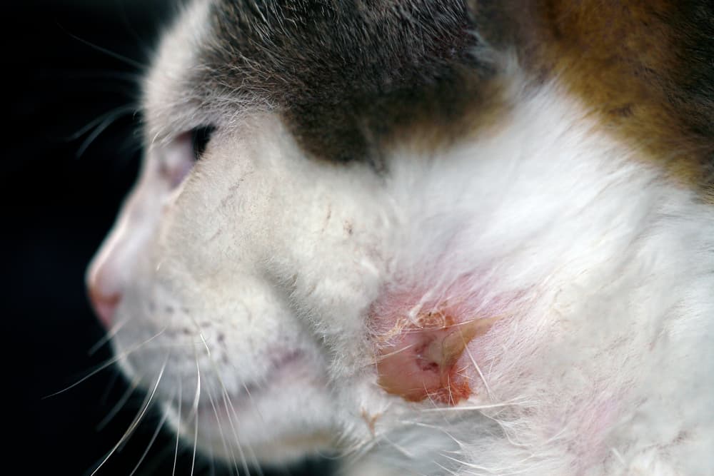 Close up of a cat abscess