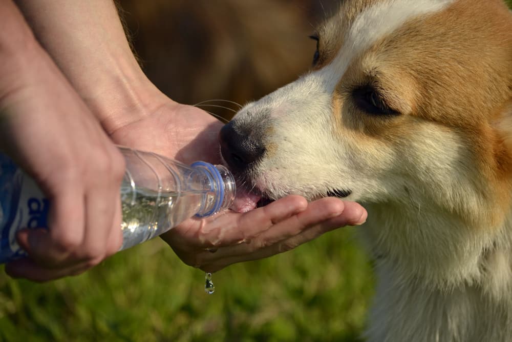 A dog drinking water from hand at hot summer day