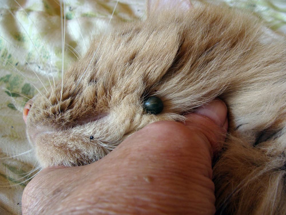 Tick attached to a cat