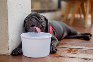 black pug suffering from heat stroke trying to cool off