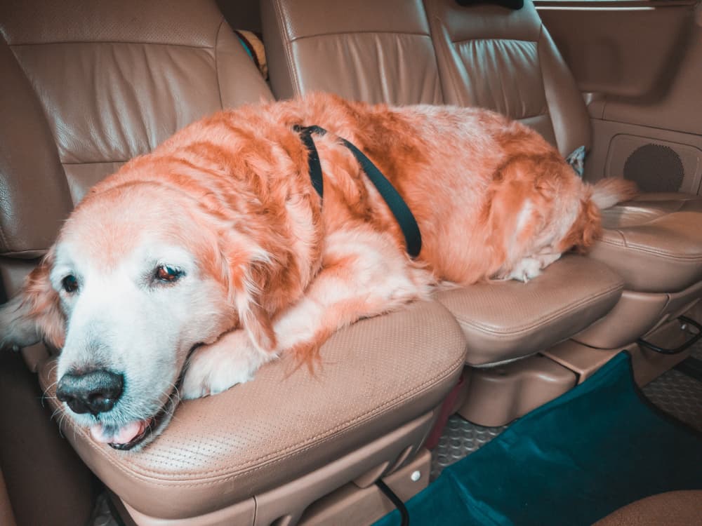 Golden retriever dog lying across back seat of the car