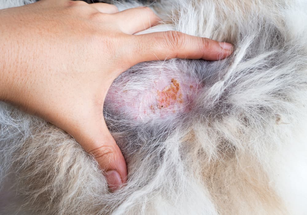 Affected skin of pet