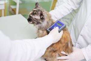 A veterinarian is scanning a cat for a microchip.
