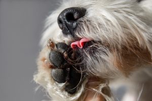 White Dog with black nose licking his paw closeup
